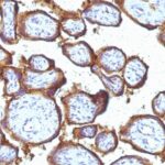 Staining with mouse monoclonal EGFR [Clone 31G7] antibody in formalin-fixed paraffin-embedded human placenta.